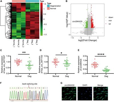 CircSNHG5 Sponges Mir-495-3p and Modulates CITED2 to Protect Cartilage Endplate From Degradation